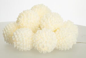 Ljusslinga chiffong Northlight