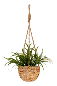 Ampel natur, diameter 23 cm