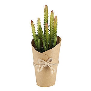 Kaktus 22 cm