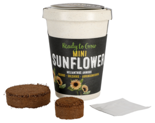 Frö i kruka, solros