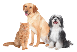 Bosch Zoo'o ProAnimal BGL45ZOO1 støvsuger