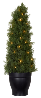 Tuja med LED-belysning