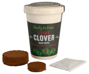 Siemenet ruukussa Neliapila