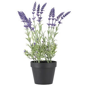Lavendel