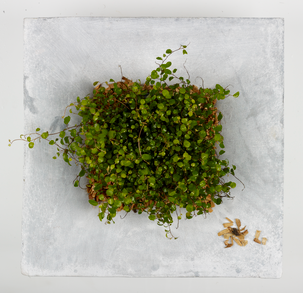 Fågelbad/planteringsfat