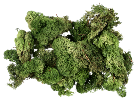 Mossa till dekoration, 100 gram