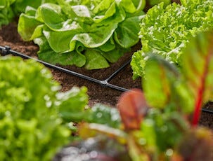 Gardena T-koppling 3/16 tum för Micro-Drip, 10-pack