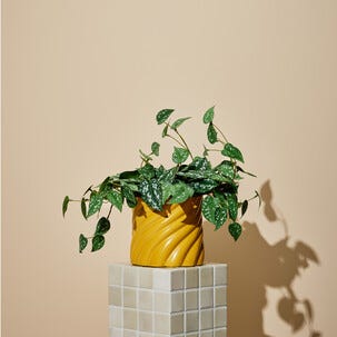 Konstväxt i kruka Silverranka, 32 cm