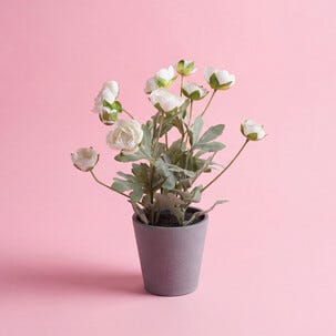 Tekokasvi leinikki, 34 cm