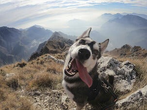 GoPro Hero 11 Black Creator Edition, actionkamera