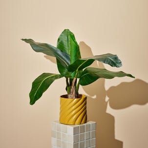 Konstväxt bananplanta, 60 cm