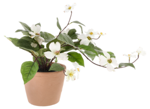 Plastblomma i kruka, sommarväxt med vita blommor
