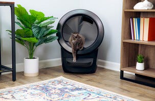 Whisker Litter-Robot 4 självrengörande kattlåda