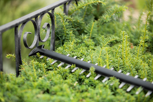 Bosch hekksaks Easy HedgeCut 18-45, batteridrevet 18 V