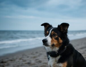 MiniFinder Atto Pro GPS tracker hund och katt GSEMAP4G