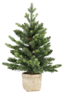 Bordsgran 60 cm i betongkruka