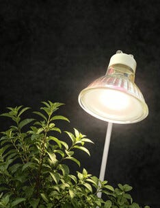 Växtlampa GU10 LED inomhus, 6 W