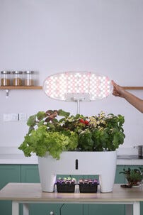 Sett for hydroponisk dyrking med 16 plugger, innendørs