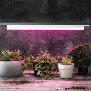 Cotech plantelys LED