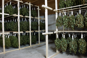 Basturuska av björk