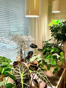 Växtbelysning LED med vitt, neutralt sken Fiora Airam