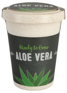 Frö i kruka aloe vera
