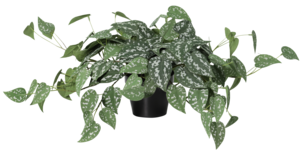 Tekokasvi ruukussa, hopeaköynnös 32 cm