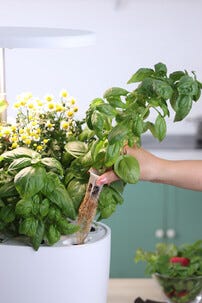 Sett for hydroponisk dyrking med 16 plugger, innendørs