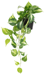 Gullranke, hengende kunstig plante