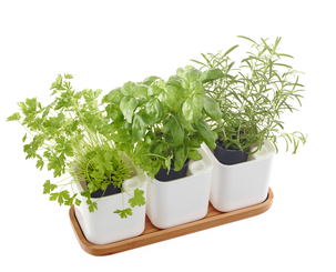 Örtkrukor på bricka Orthex Eden