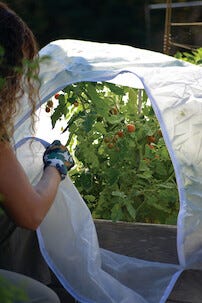 Nelson Garden Kuitukangas lavakaulukseen, aukollinen