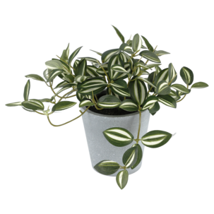 Kunstig plante Tradescantia Zebrina grønn hvit, 19 cm