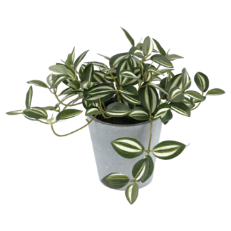 Kunstig plante Tradescantia Zebrina grønn hvit, 19 cm