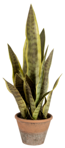 Kunstig plante, Svigemors tunge, 60 cm