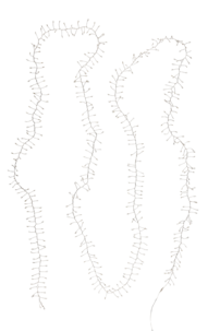 Northlight Cluster lyslenke på sølvtråd, 5 m